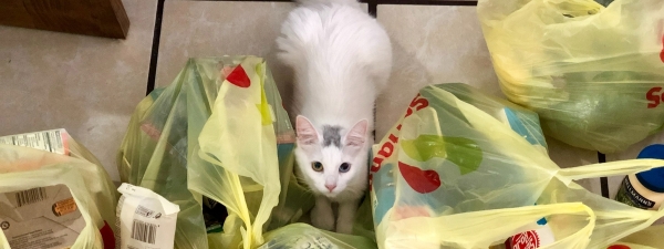 Жителям Германии посоветовали запастись продуктами, лекарствами и средствами гигиены
Жителям Германии посоветовали запастись продуктами, лекарствами и средствами гигиены