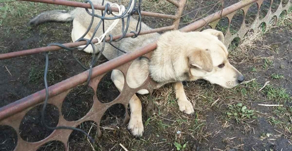 В Волковыске спасатели освободили застрявшую в заборе собаку                                 
            В Волковыске спасатели освободили застрявшую в заборе собаку